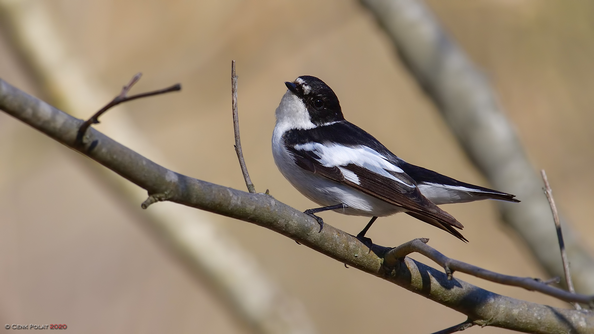 Semicollared Flycatcher